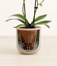 Load image into Gallery viewer, Sandy Pink stand:all