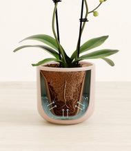 Load image into Gallery viewer, Sandy Pink stand:all