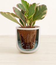 Load image into Gallery viewer, Natural Bamboo stand:all
