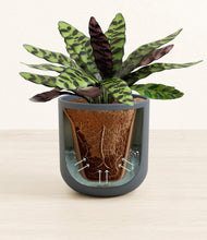 Load image into Gallery viewer, Iron Gray