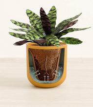 Load image into Gallery viewer, Sunset Orange