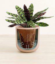 Load image into Gallery viewer, Sandy Pink