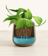 Load image into Gallery viewer, Olive