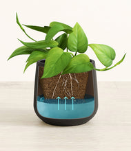 Load image into Gallery viewer, Black