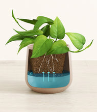 Load image into Gallery viewer, Eternal Gray