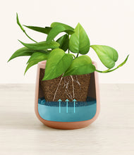 Load image into Gallery viewer, Calm Rose