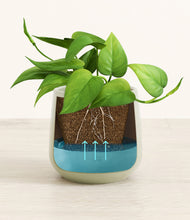 Load image into Gallery viewer, Turquoise