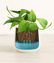 Load image into Gallery viewer, White