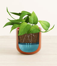 Load image into Gallery viewer, Glossy Red stand:all