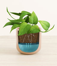 Load image into Gallery viewer, Glossy Pink stand:all