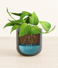 Load image into Gallery viewer, Iron Gray stand:all