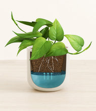 Load image into Gallery viewer, Cotton White stand:all