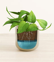 Load image into Gallery viewer, Sage Green stand:all