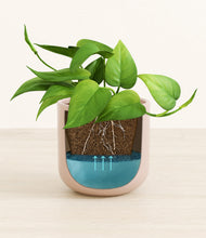 Load image into Gallery viewer, Sandy Pink stand:all