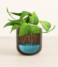 Load image into Gallery viewer, Stone Black stand:all