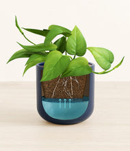 Load image into Gallery viewer, Twilight Blue stand:all