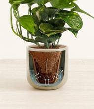 Load image into Gallery viewer, Sage Green stand:all