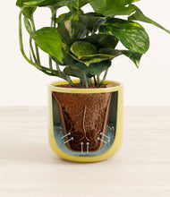 Load image into Gallery viewer, Key Lime Yellow stand:all