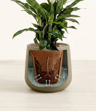 Load image into Gallery viewer, Olive stand:all
