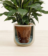 Load image into Gallery viewer, Sage Green stand:all