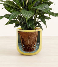 Load image into Gallery viewer, Key Lime Yellow stand:all