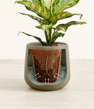 Load image into Gallery viewer, Olive stand:all