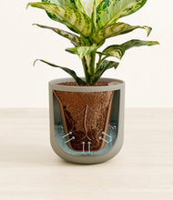 Load image into Gallery viewer, Sage Green stand:all