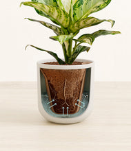 Load image into Gallery viewer, Natural Bamboo stand:all