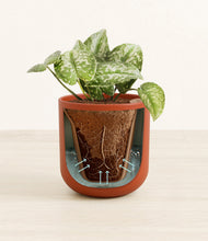 Load image into Gallery viewer, Earth Red stand:all