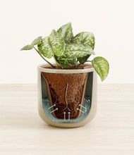 Load image into Gallery viewer, Sage Green stand:all