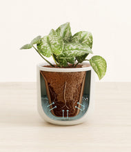 Load image into Gallery viewer, Cotton White stand:all