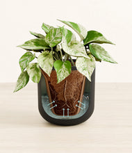 Load image into Gallery viewer, Stone Black stand:all