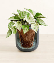 Load image into Gallery viewer, Iron Gray stand:all