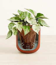 Load image into Gallery viewer, Earth Red stand:all