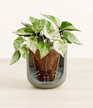 Load image into Gallery viewer, Sage Green stand:all