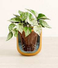 Load image into Gallery viewer, Sunset Orange stand:all