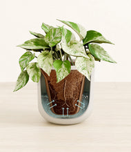 Load image into Gallery viewer, Natural Bamboo stand:all