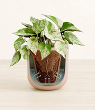 Load image into Gallery viewer, Sandy Pink stand:all