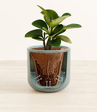 Load image into Gallery viewer, Reactive Aqua stand:all