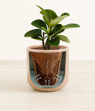 Load image into Gallery viewer, Glossy Pink stand:all