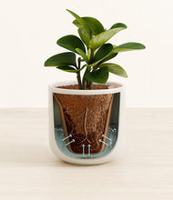 Load image into Gallery viewer, Cotton White stand:all