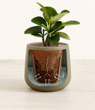 Load image into Gallery viewer, Olive stand:all