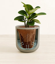 Load image into Gallery viewer, Sage Green stand:all