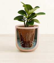 Load image into Gallery viewer, Sandy Pink stand:all