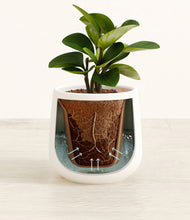 Load image into Gallery viewer, White stand:all