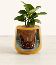 Load image into Gallery viewer, Mustard stand:all