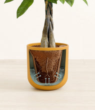 Load image into Gallery viewer, Sunset Orange stand:all