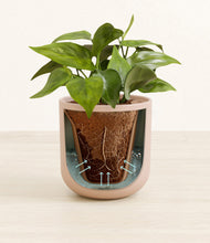 Load image into Gallery viewer, Sandy Pink stand:all