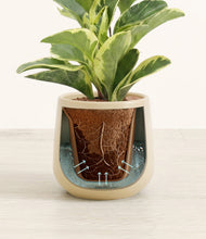 Load image into Gallery viewer, Almond Green stand:all