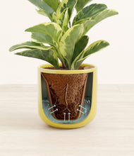 Load image into Gallery viewer, Key Lime Yellow stand:all